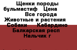 Щенки породы бульмастиф › Цена ­ 25 000 - Все города Животные и растения » Собаки   . Кабардино-Балкарская респ.,Нальчик г.
